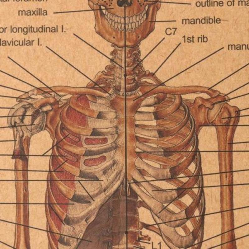 Menselijk Skelet Lichaam Geneeskunde Anatomie vintage poster