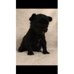 Langharige chihuahua pups