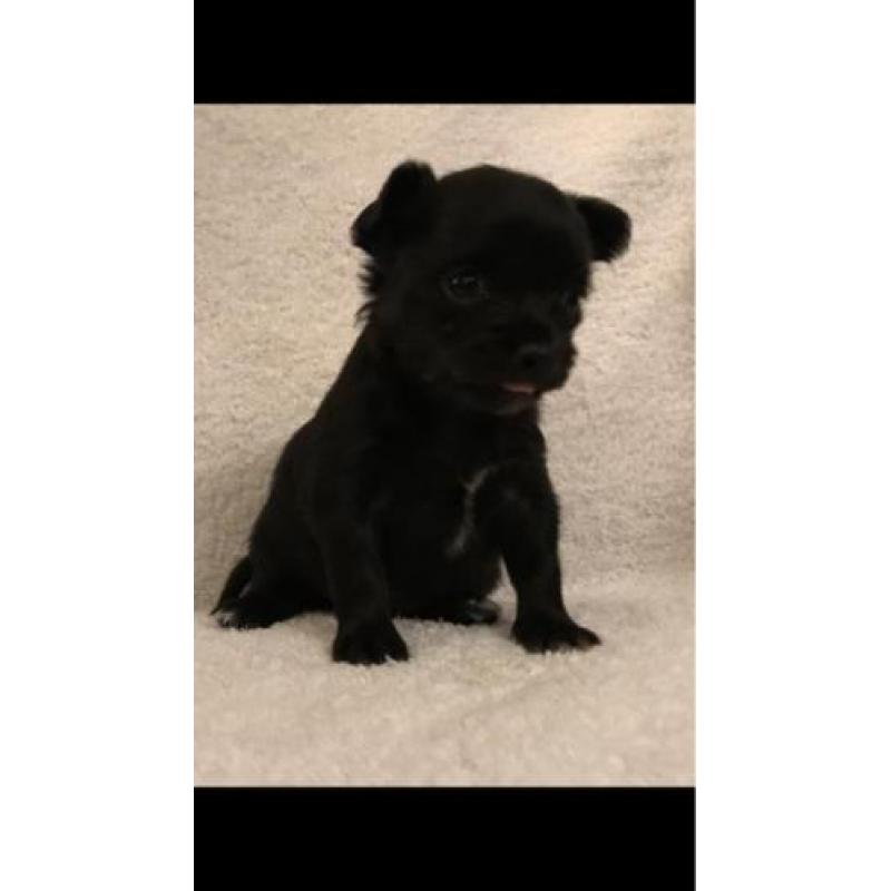 Langharige chihuahua pups