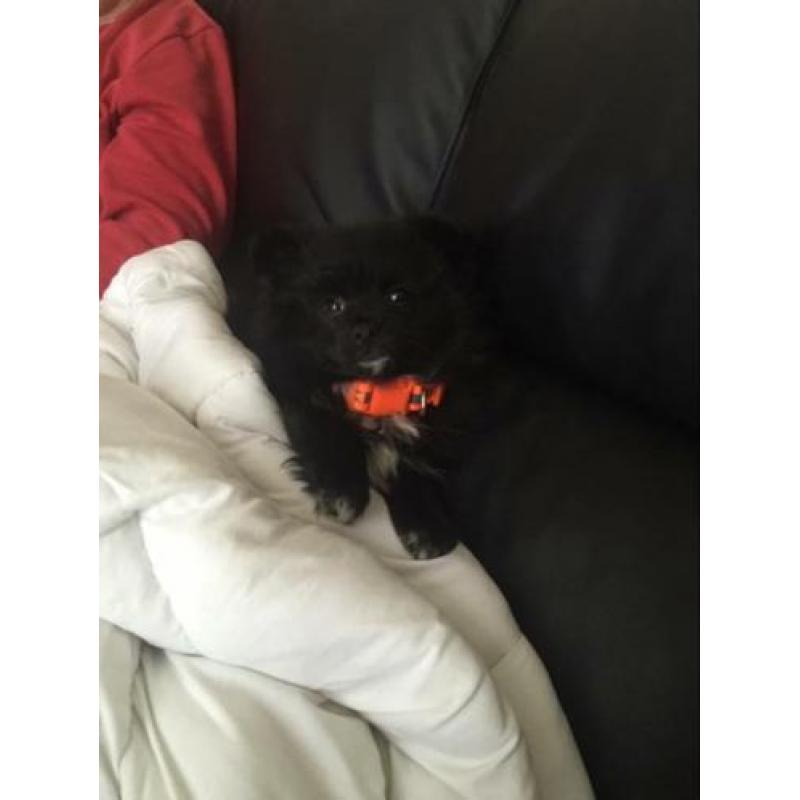 Lief keeshondje te koop