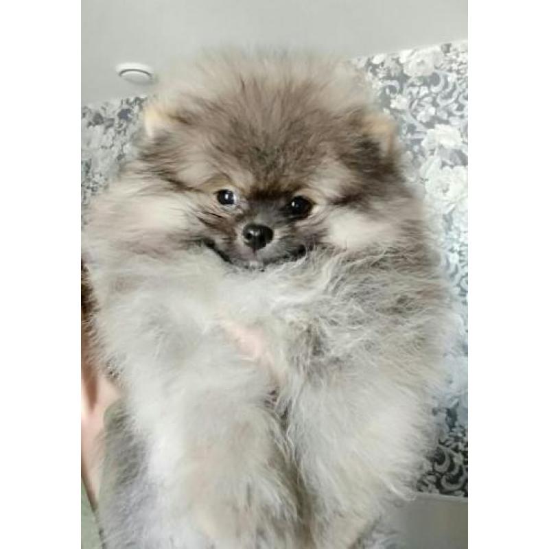 Zeer mooi Pomeranian/Pomeriaan/Dwergkeesje Reutje FCI