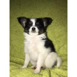 Vlinderhond, vlinderhondje pup, Papillon pup reu