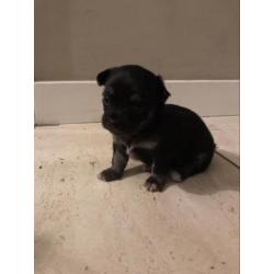 Langharige chihuahua pups