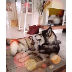 Alaskan malamute puppy's met stamboom verwacht: Okt/Nov