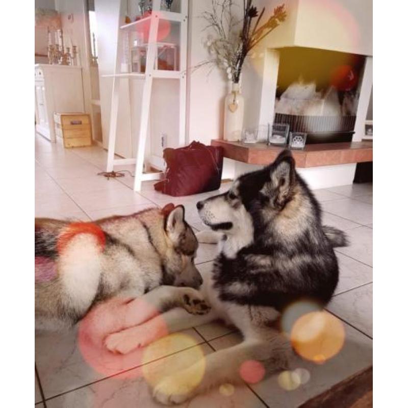 Alaskan malamute puppy's met stamboom verwacht: Okt/Nov