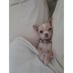 chihuahua