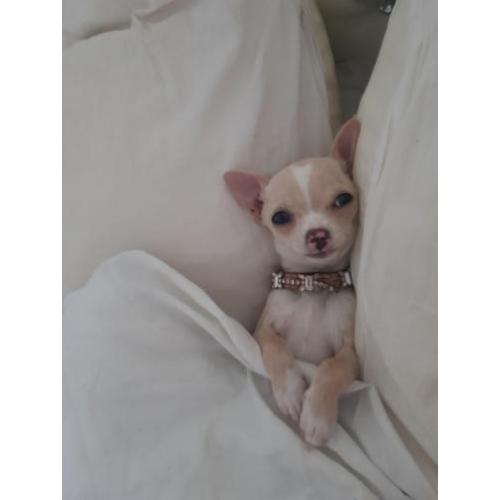 chihuahua
