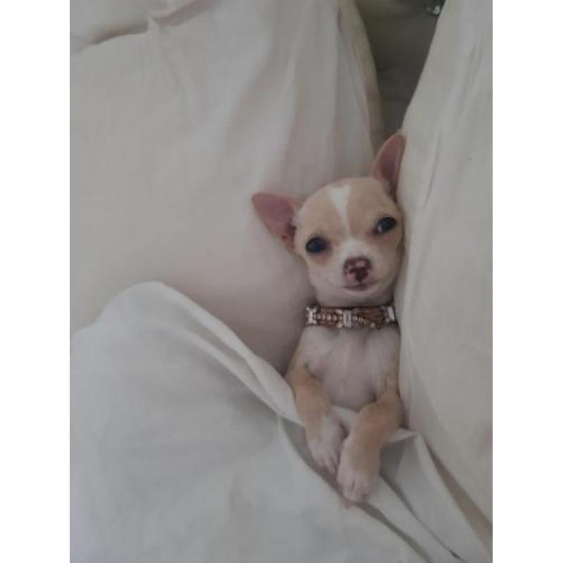 chihuahua