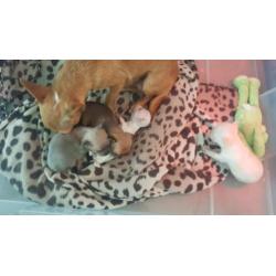 chihuahua pups