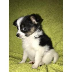 Vlinderhond, vlinderhondje pup, Papillon pup reu