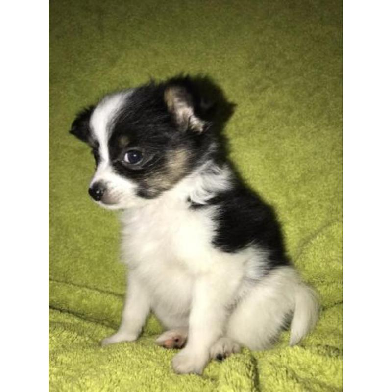 Vlinderhond, vlinderhondje pup, Papillon pup reu