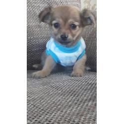 Prachtig Chihuahua baby girl mag mee langhaar