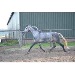 Mooie brave merrie ! meerdere paarden en ponys te koop !