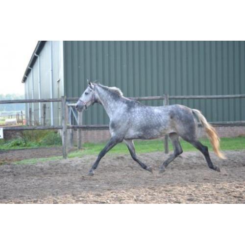 Mooie brave merrie ! meerdere paarden en ponys te koop !