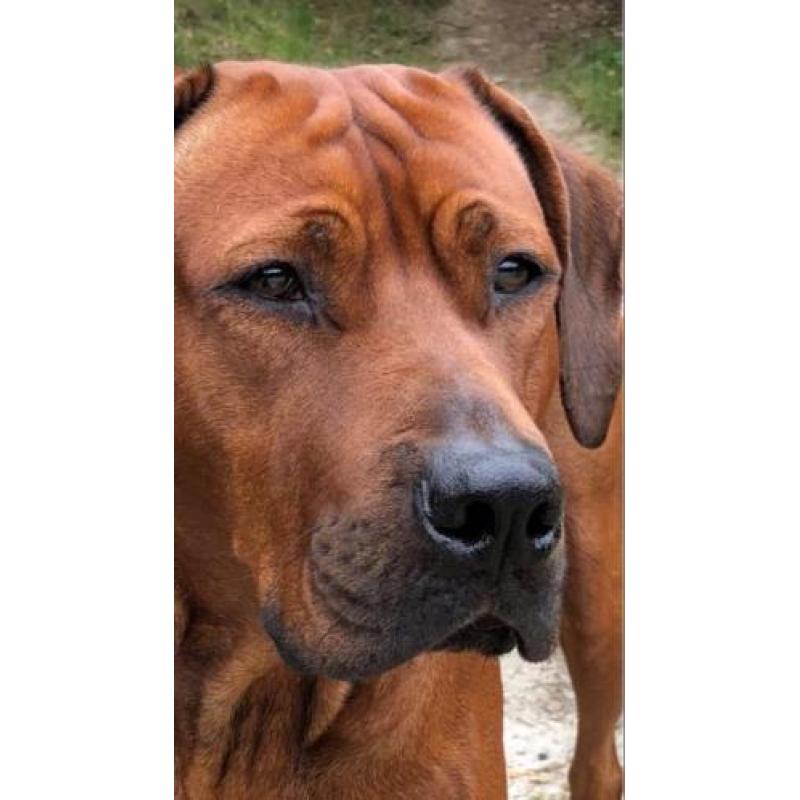 Rhodesian Ridgeback dekreu via Ridgebacks punt nl