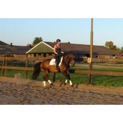 Knappe goed bewegende 6jarige dressuurmerrie