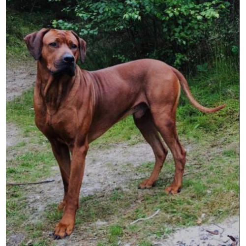 Rhodesian Ridgeback dekreu via Ridgebacks punt nl