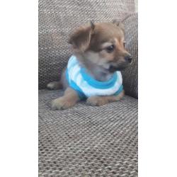 Prachtig Chihuahua baby girl mag mee langhaar