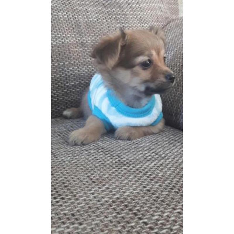 Prachtig Chihuahua baby girl mag mee langhaar