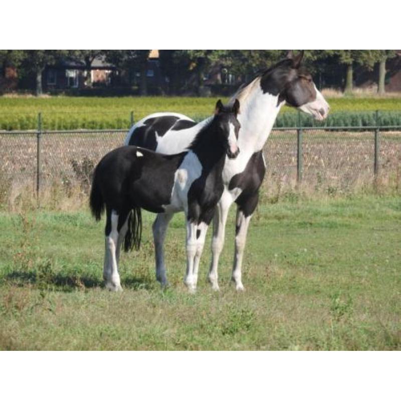 Te koop zwartbont KWPN veulen