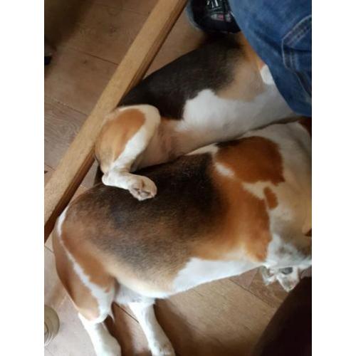 2 lieve Beagles