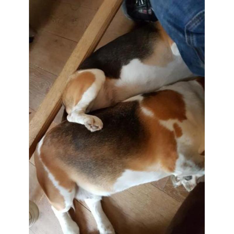 2 lieve Beagles