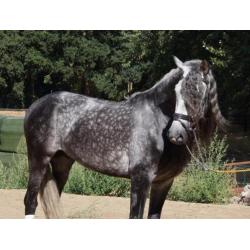 Gave pre/andalusier apto hengst