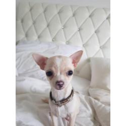 chihuahua