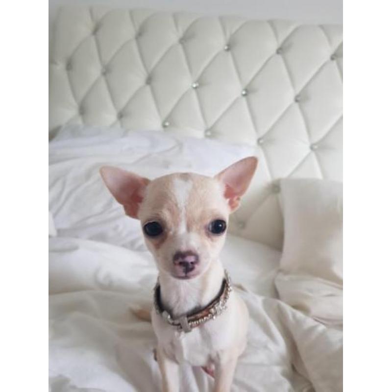 chihuahua