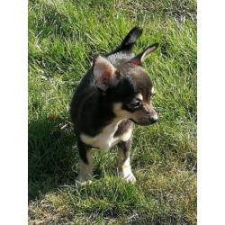 Chihuahua