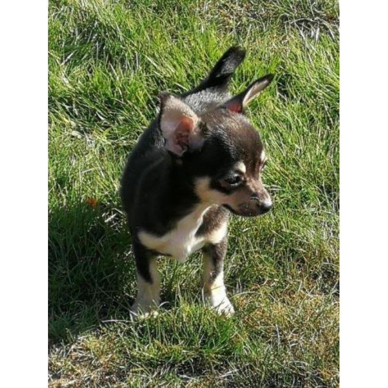Chihuahua