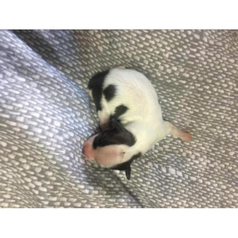Chihuahua pups