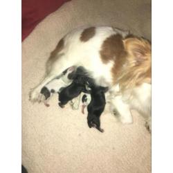 Chihuahua pups