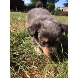 Prachtige grijze chihuahua pups