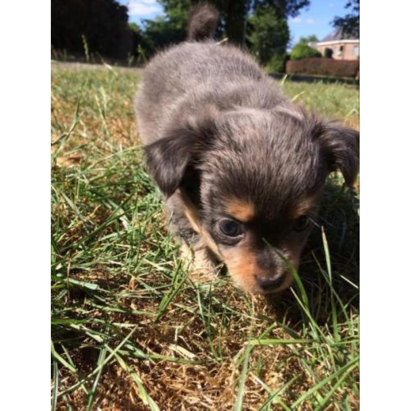 Prachtige grijze chihuahua pups