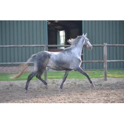 Mooie brave merrie ! meerdere paarden en ponys te koop !