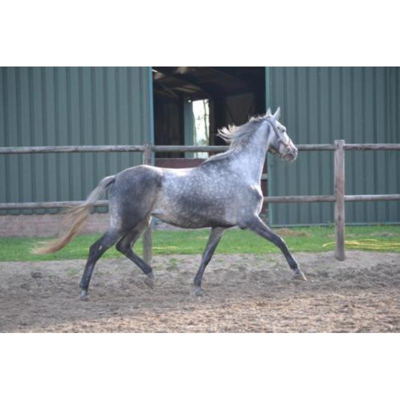 Mooie brave merrie ! meerdere paarden en ponys te koop !