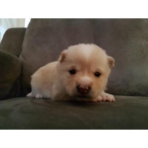 Shiba Inu Puppys te koop