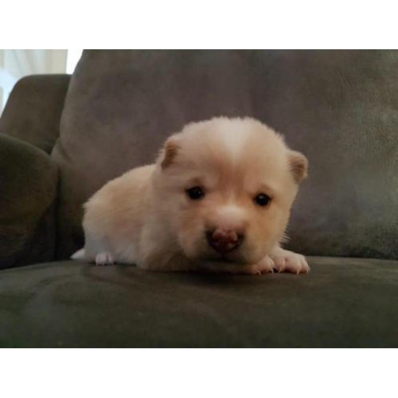 Shiba Inu Puppys te koop