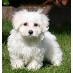 Leuke maltezer pups beschikbaar