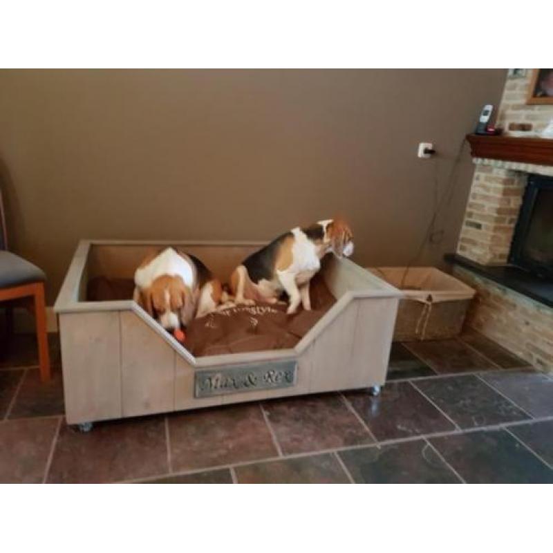 2 lieve Beagles