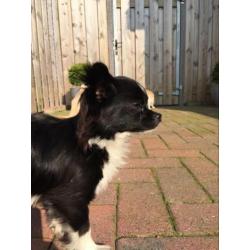 Chihuahua reu van 2 jaar
