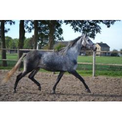 Mooie brave merrie ! meerdere paarden en ponys te koop !