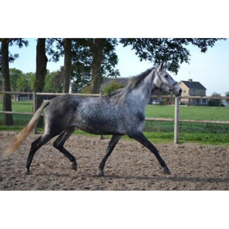 Mooie brave merrie ! meerdere paarden en ponys te koop !