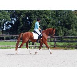 KWPN merrie van 4 jaar