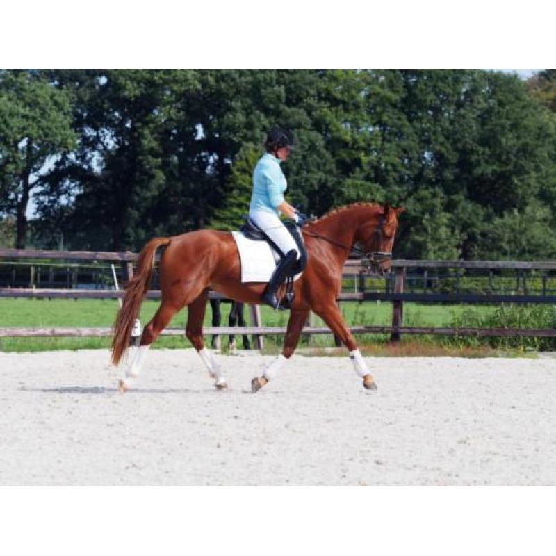 KWPN merrie van 4 jaar