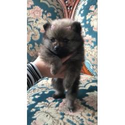 Mini pomeriaan boo teefje met fci stamboom