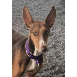 Ebony, 1 jaar