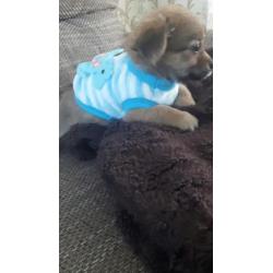 Prachtig Chihuahua baby girl mag mee langhaar
