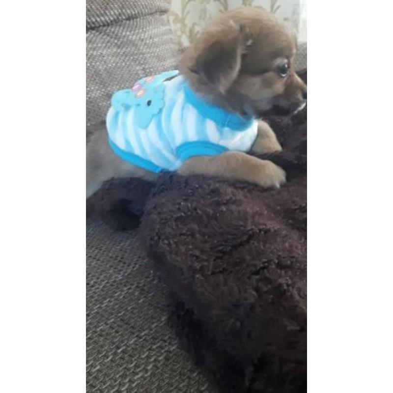 Prachtig Chihuahua baby girl mag mee langhaar